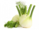 Fennel 1pcs