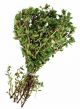 thyme Fresh 