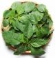Molokhia 100g