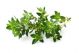Persian Thyme