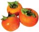  Spanish Persimmon