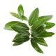 Olive Leaves