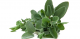 Lebanese Sage