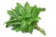 Basil
