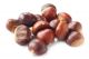 Altai chestnut