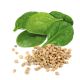 Spinach Seeds
