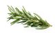 Rosemary