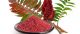 Ajloun Local Sumac